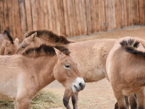 FOTOGALERIE: Nová expozice Gobi v Pražské zoo, aneb návrat "převaláků"