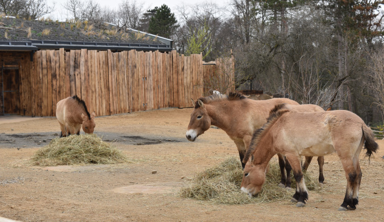 FOTOGALERIE: Nová expozice Gobi v Pražské zoo, aneb návrat "převaláků"