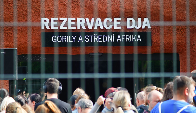 FOTOGALERIE: Legendární Jane Goodallová pokřtila gorilí samičku v pražské zoo. Vybrala pro ni jméno Gaia