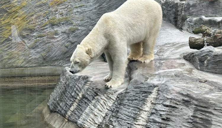 FOTOGALERIE: Svačina v bazénu, pak blbnutí s míčem. Podívejte se, jak si lední medvědi užívají nový domov v pražské zoo