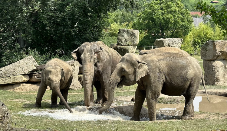 FOTOGALERIE: Když je lední medvěd šťastný. Pražská zoo zchladila zvířata deseti tunami ledu
