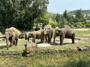 FOTOGALERIE: Když je lední medvěd šťastný. Pražská zoo zchladila zvířata deseti tunami ledu