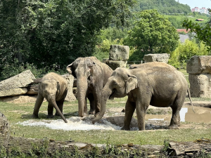 FOTOGALERIE: Když je lední medvěd šťastný. Pražská zoo zchladila zvířata deseti tunami ledu