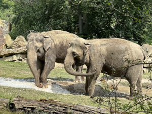 FOTOGALERIE: Když je lední medvěd šťastný. Pražská zoo zchladila zvířata deseti tunami ledu