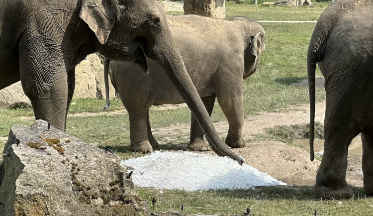 FOTOGALERIE: Když je lední medvěd šťastný. Pražská zoo zchladila zvířata deseti tunami ledu