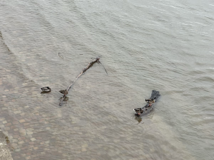 FOTOGALERIE: Prchající lodě, voda až u kobek a neposlušní lidé. Podívejte se, jak to v sobotu vypadalo na pražských náplavkách