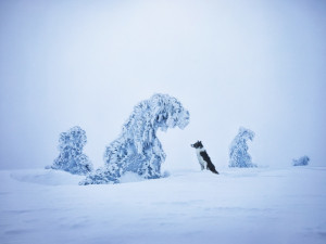 FOTOGALERIE: Fotografka zvířat Denisa Zbranková Albaniová uspěla v prestižní soutěži. Psy zvěčnila i v pražském metru a skateparku