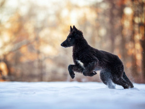 FOTOGALERIE: Fotografka zvířat Denisa Zbranková Albaniová uspěla v prestižní soutěži. Psy zvěčnila i v pražském metru a skateparku