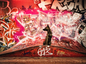 FOTOGALERIE: Fotografka zvířat Denisa Zbranková Albaniová uspěla v prestižní soutěži. Psy zvěčnila i v pražském metru a skateparku