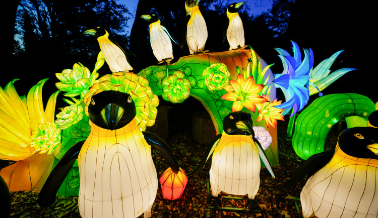 FOTOGALERIE: Gorily, nosorožci i sloni mimo výběh. Pražská zoo zve na lampionová zářící zvířata