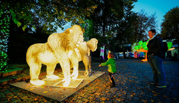 FOTOGALERIE: Gorily, nosorožci i sloni mimo výběh. Pražská zoo zve na lampionová zářící zvířata