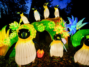 FOTOGALERIE: Gorily, nosorožci i sloni mimo výběh. Pražská zoo zve na lampionová zářící zvířata