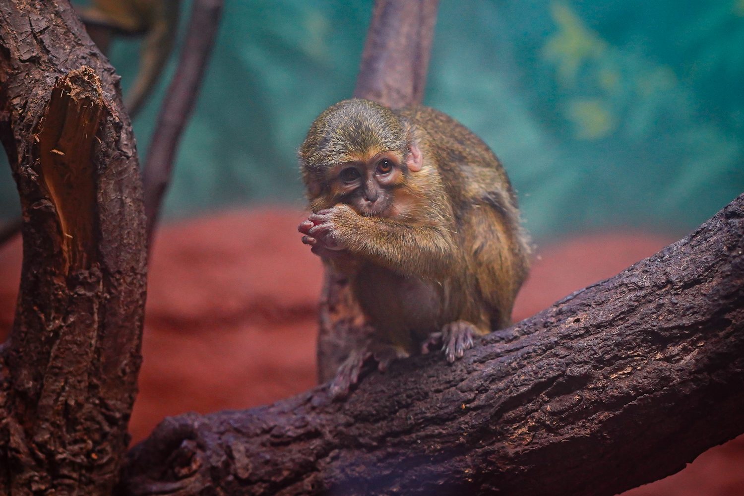 FOTOGALERIE: Opožděná nadílka v pražské zoo. Sloni, žirafy i zlatá prasátka dostali neprodané stromky