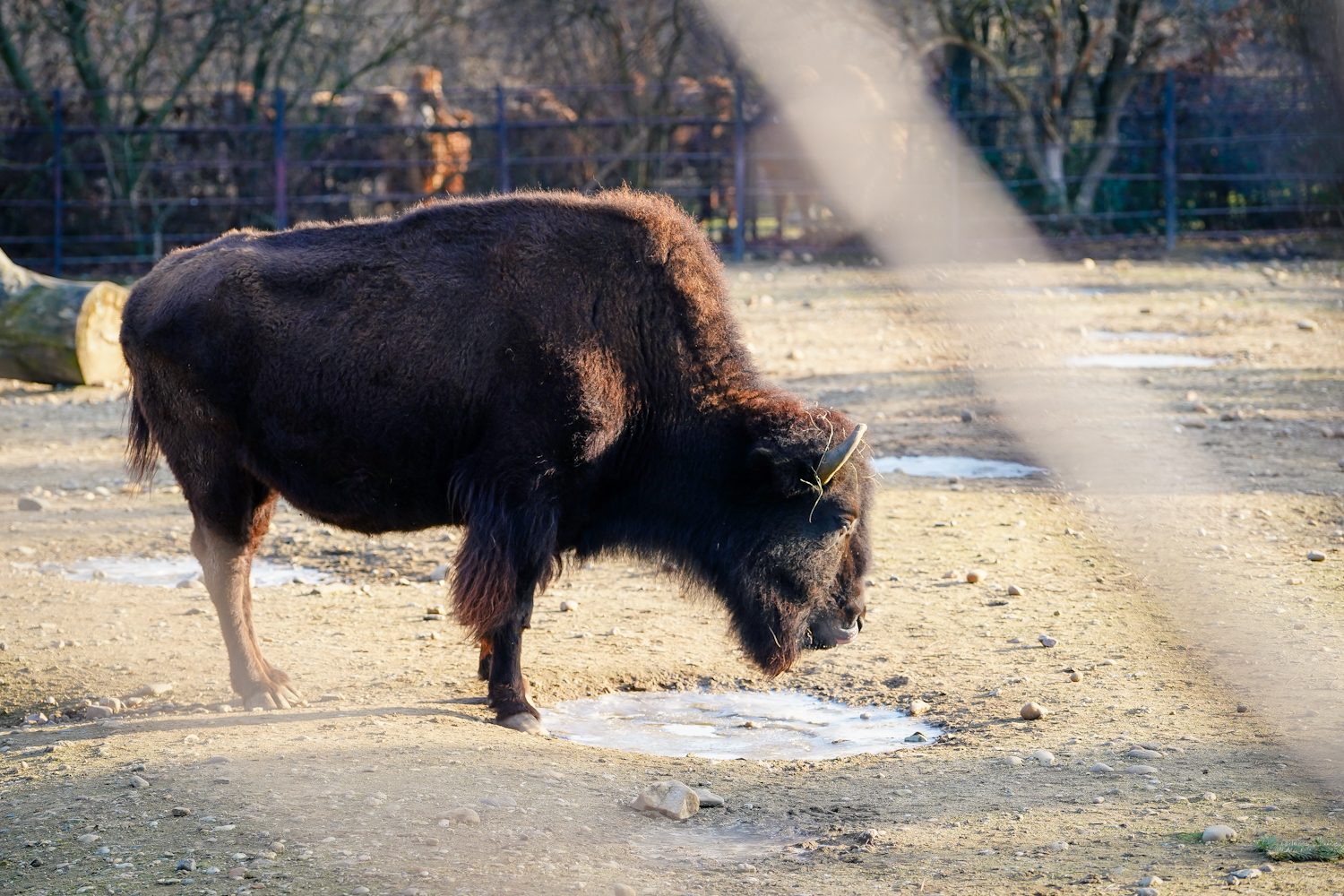 FOTOGALERIE: Opožděná nadílka v pražské zoo. Sloni, žirafy i zlatá prasátka dostali neprodané stromky