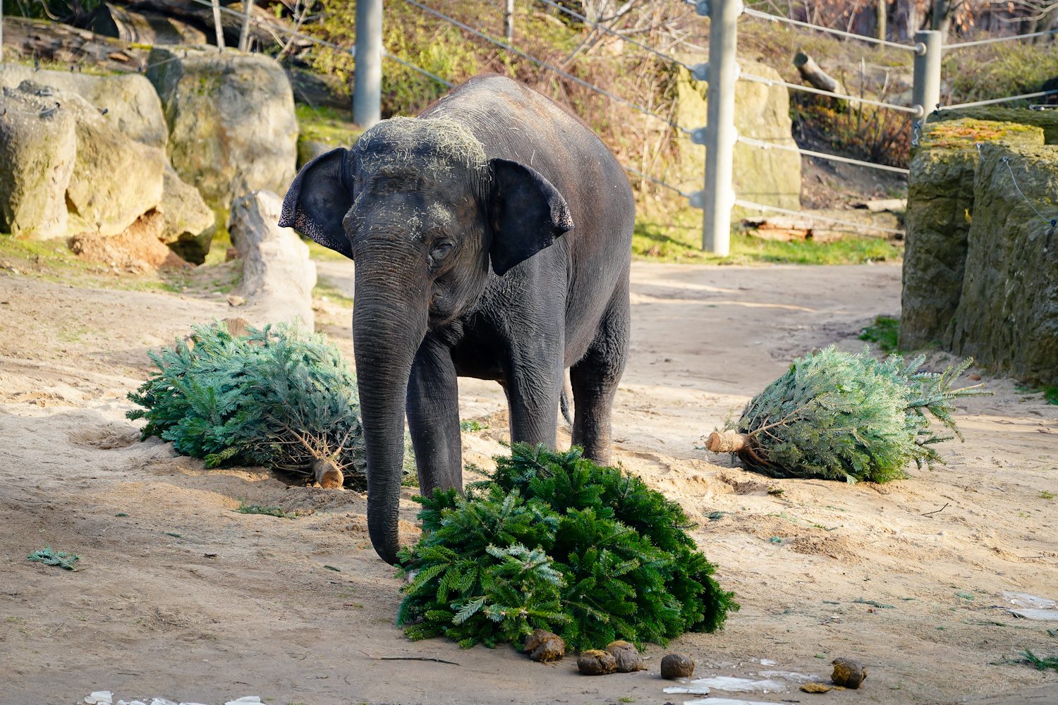 FOTOGALERIE: Opožděná nadílka v pražské zoo. Sloni, žirafy i zlatá prasátka dostali neprodané stromky