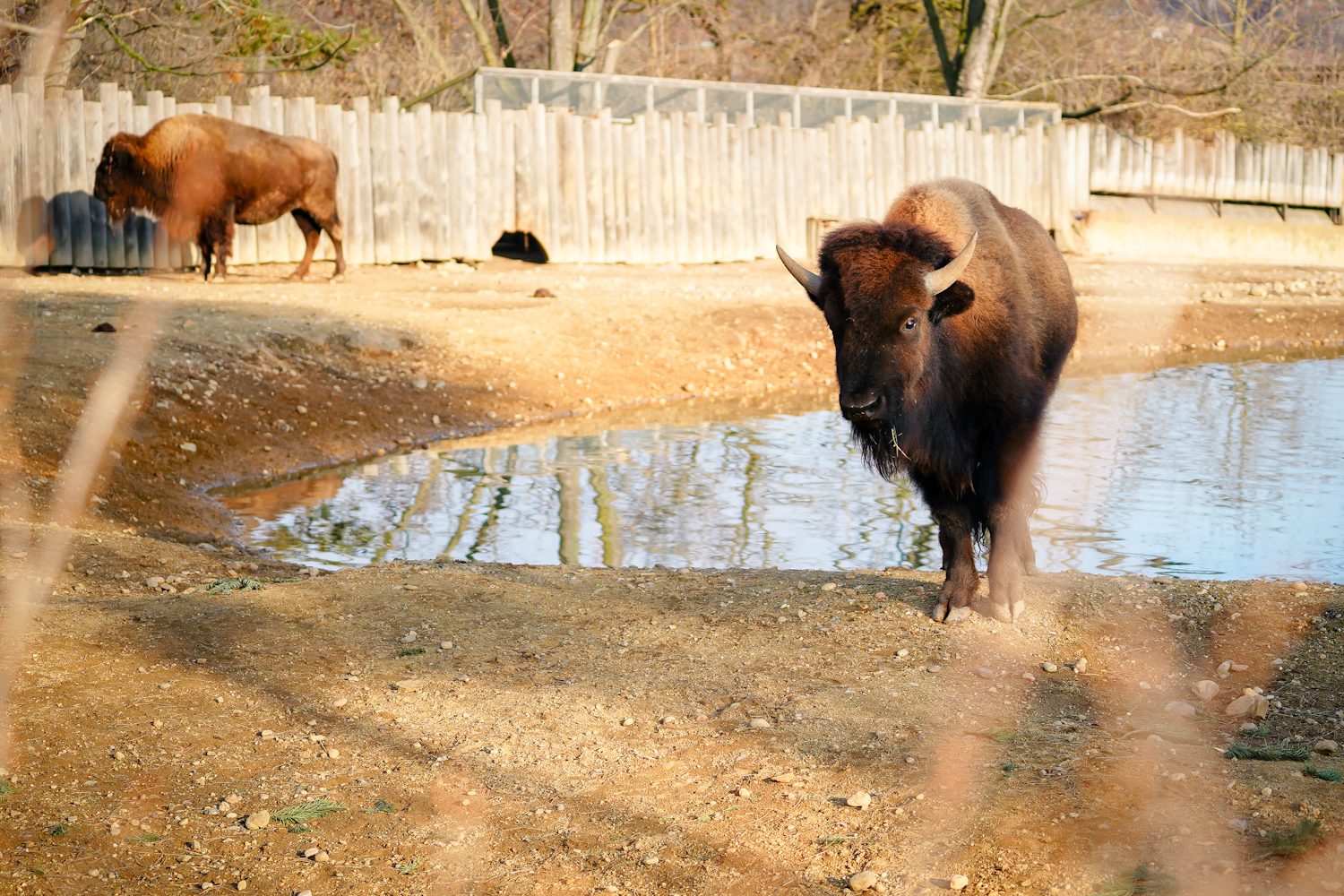FOTOGALERIE: Opožděná nadílka v pražské zoo. Sloni, žirafy i zlatá prasátka dostali neprodané stromky