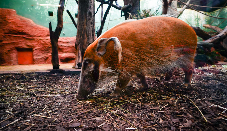 FOTOGALERIE: Opožděná nadílka v pražské zoo. Sloni, žirafy i zlatá prasátka dostali neprodané stromky