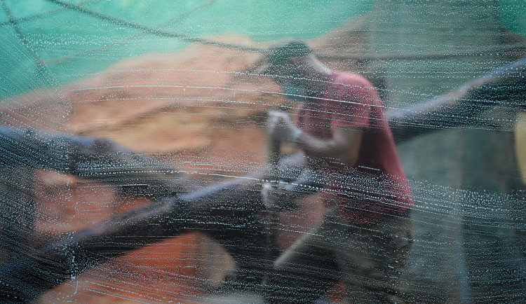 FOTOGALERIE: Opožděná nadílka v pražské zoo. Sloni, žirafy i zlatá prasátka dostali neprodané stromky