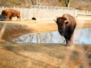 FOTOGALERIE: Opožděná nadílka v pražské zoo. Sloni, žirafy i zlatá prasátka dostali neprodané stromky