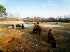 FOTOGALERIE: Opožděná nadílka v pražské zoo. Sloni, žirafy i zlatá prasátka dostali neprodané stromky