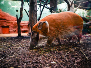 FOTOGALERIE: Opožděná nadílka v pražské zoo. Sloni, žirafy i zlatá prasátka dostali neprodané stromky