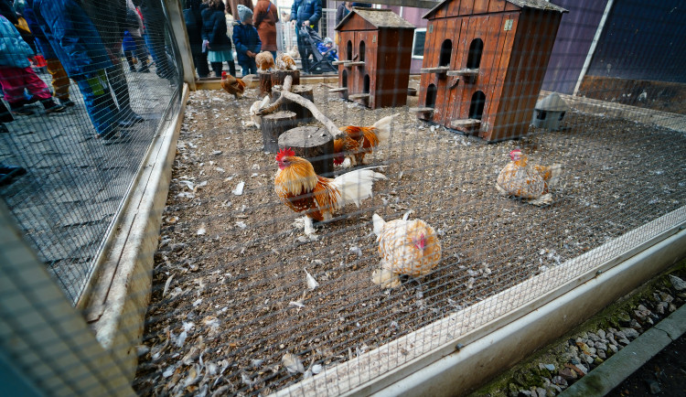 Masopust na Letné přilákal hlavně rodiny s dětmi. Na programu byla zabijačka i průvod masek