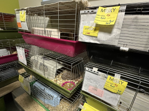 FOTOGALERIE: Jezírko pro vydry, voliéra pro veverky. Podívejte se, jak to vypadá v nové záchranné stanici