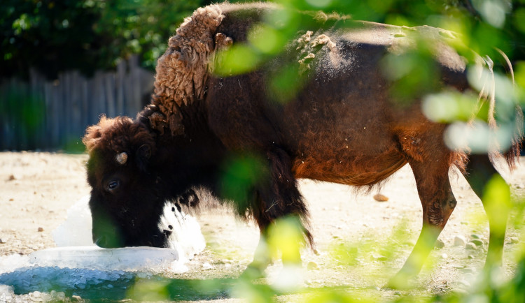 FOTOGALERIE: Ledové království v pražské zoo. Tuny kostek ochladily medvědy i bizony
