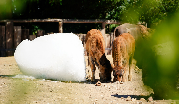 FOTOGALERIE: Ledové království v pražské zoo. Tuny kostek ochladily medvědy i bizony