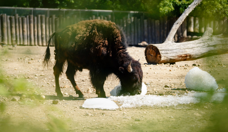 FOTOGALERIE: Ledové království v pražské zoo. Tuny kostek ochladily medvědy i bizony