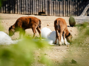 FOTOGALERIE: Ledové království v pražské zoo. Tuny kostek ochladily medvědy i bizony