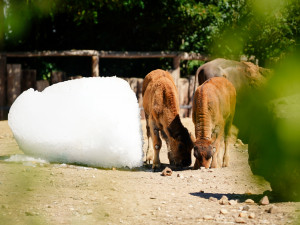FOTOGALERIE: Ledové království v pražské zoo. Tuny kostek ochladily medvědy i bizony