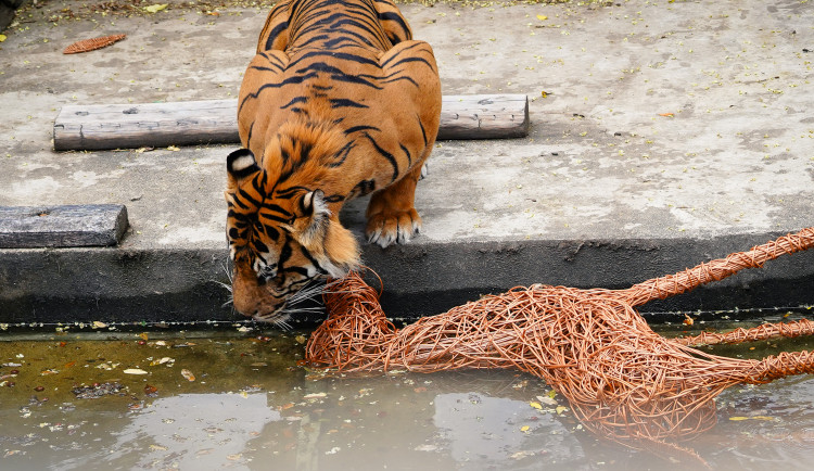 FOTO: Pražská zoo má nového tygra, má rád krvavé nanuky a parfém Chanel