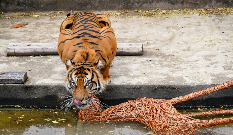 FOTO: Pražská zoo má nového tygra, má rád krvavé nanuky a parfém Chanel