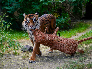 FOTO: Pražská zoo má nového tygra, má rád krvavé nanuky a parfém Chanel