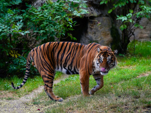 FOTO: Pražská zoo má nového tygra, má rád krvavé nanuky a parfém Chanel