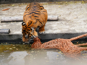 FOTO: Pražská zoo má nového tygra, má rád krvavé nanuky a parfém Chanel