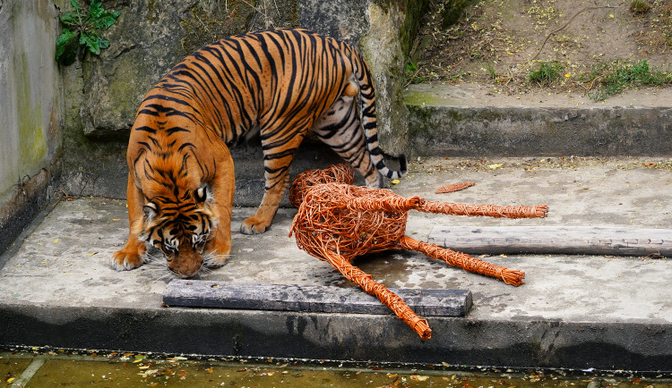 FOTO: Pražská zoo má nového tygra, má rád krvavé nanuky a parfém Chanel