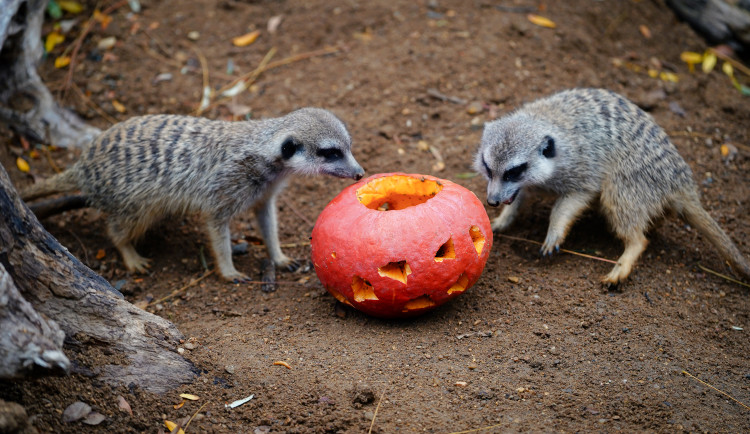 FOTOGALERIE: Pro hrochy jednohubka, pro surikaty domeček. Zvířata v zoo dostala dýně