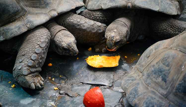FOTOGALERIE: Pro hrochy jednohubka, pro surikaty domeček. Zvířata v zoo dostala dýně