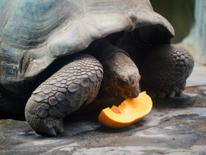 FOTOGALERIE: Pro hrochy jednohubka, pro surikaty domeček. Zvířata v zoo dostala dýně