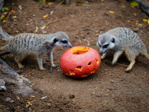 FOTOGALERIE: Pro hrochy jednohubka, pro surikaty domeček. Zvířata v zoo dostala dýně