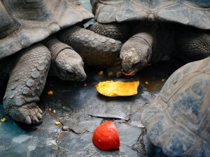 FOTOGALERIE: Pro hrochy jednohubka, pro surikaty domeček. Zvířata v zoo dostala dýně