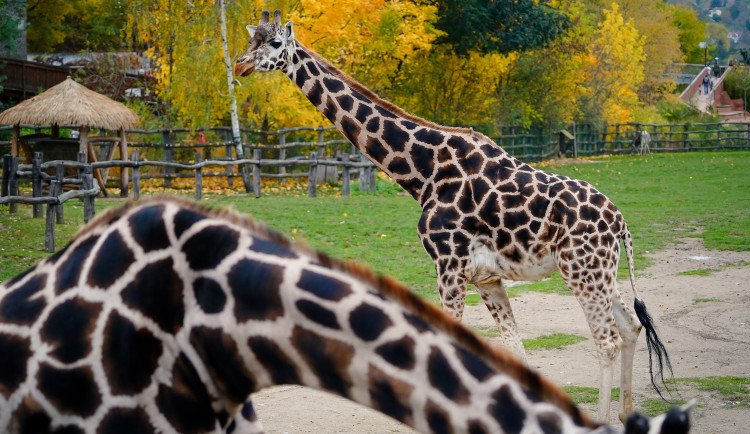 FOTOGALERIE: Podzim v pražské zoo