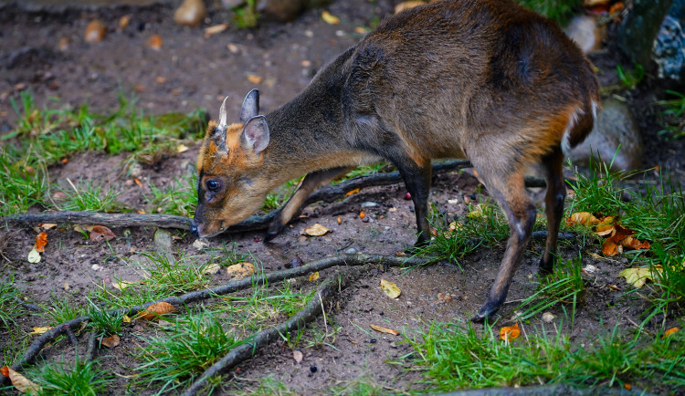 FOTOGALERIE: Podzim v pražské zoo