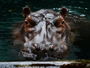 FOTOGALERIE: Podzim v pražské zoo