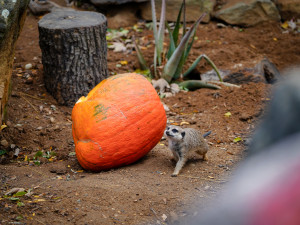 FOTOGALERIE: Podzim v pražské zoo