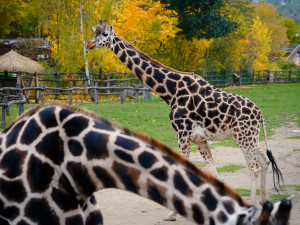 FOTOGALERIE: Podzim v pražské zoo