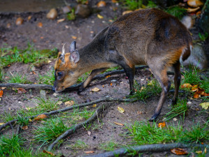 FOTOGALERIE: Podzim v pražské zoo