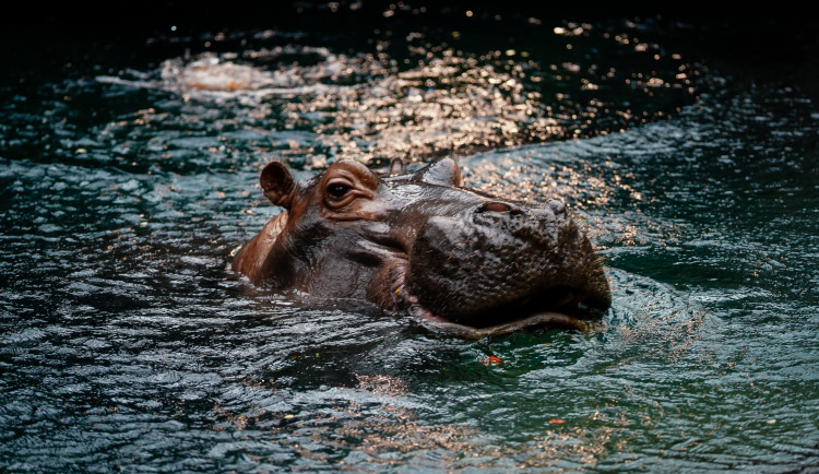 FOTOGALERIE: Podzim v pražské zoo
